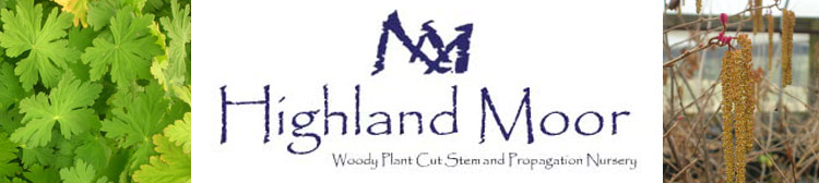 Highland Moor Kentucky Natives