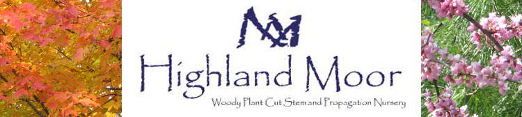 Highland Moor Woody Plants